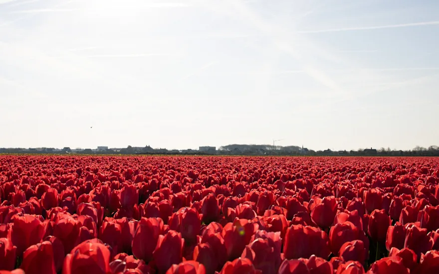 tulpen,dobbe,23 (16)