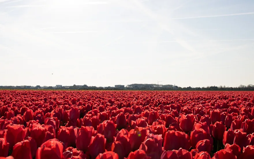 tulpen,dobbe,23 (16)