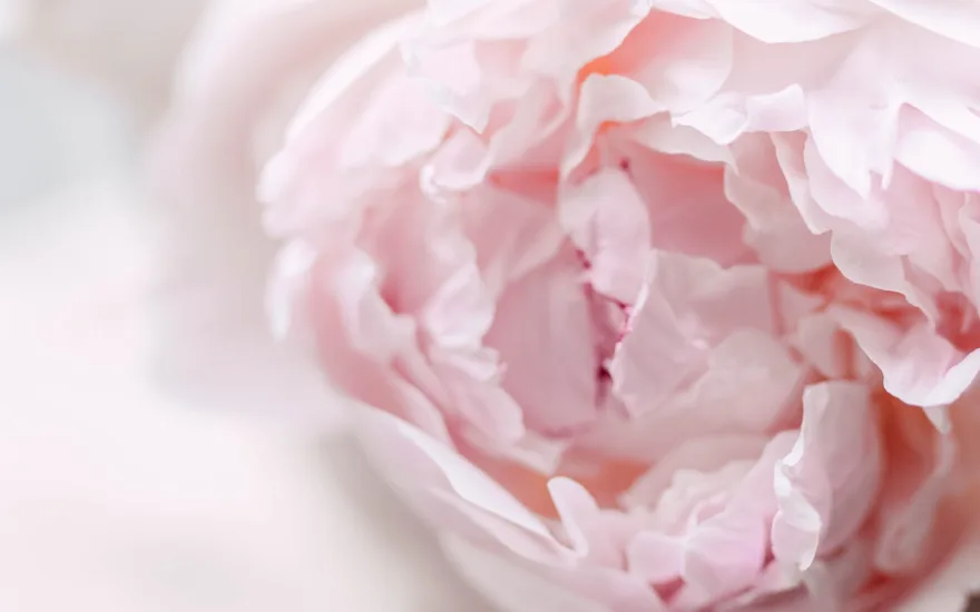 peonies,beige,odile,21 (3)