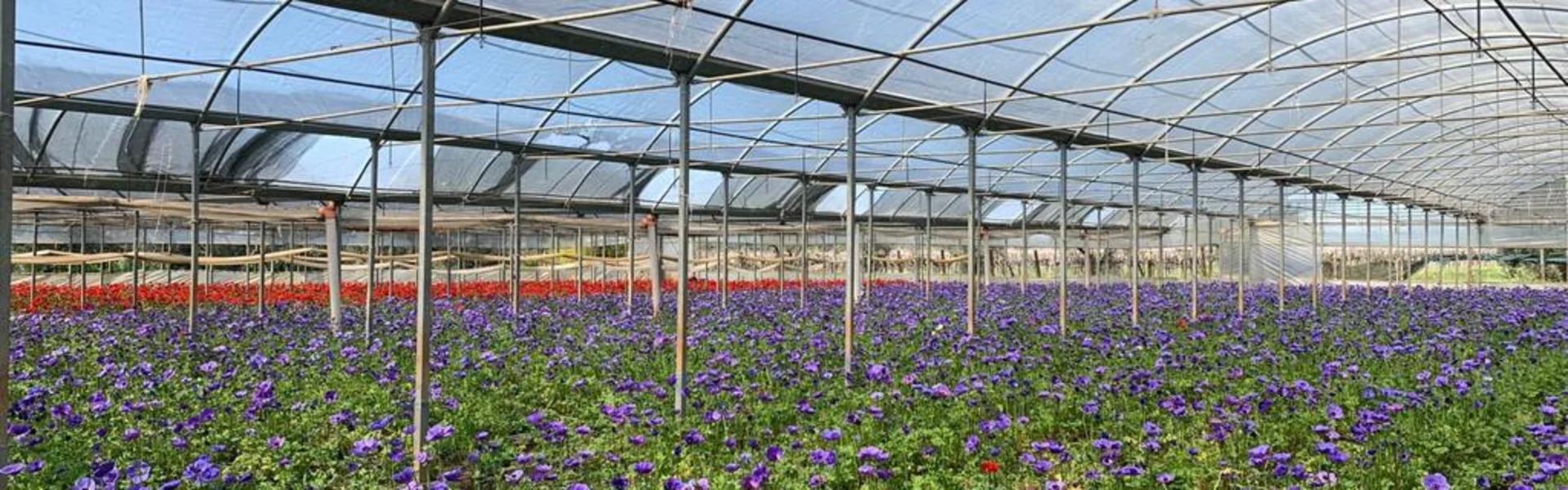 Enriching the flower offering through collaborations with southern European growers