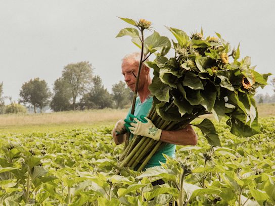 zonnebloem,dailysunshine,geel,24 (2 (17)