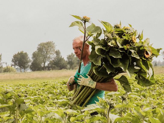 zonnebloem,dailysunshine,geel,24 (2 (17)