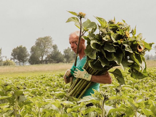 zonnebloem,dailysunshine,geel,24 (2 (17)