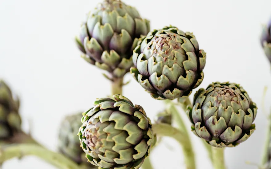 bloem,groen,23 (2)