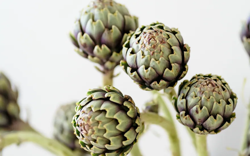 bloem,groen,23 (2)