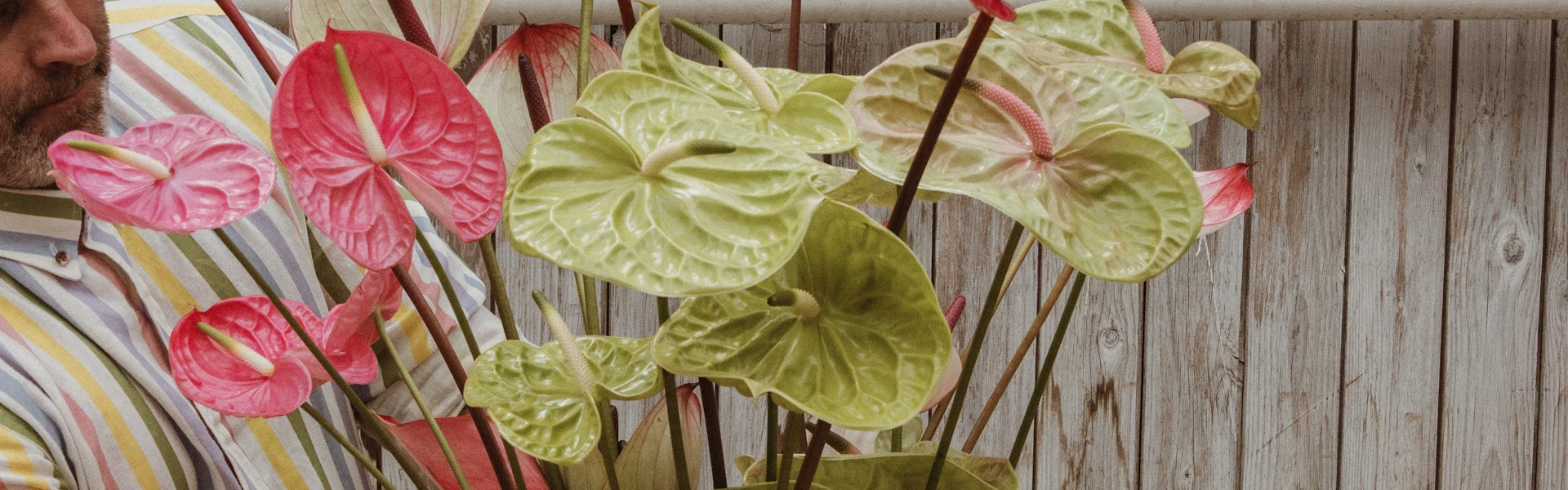 elegante anthuriums