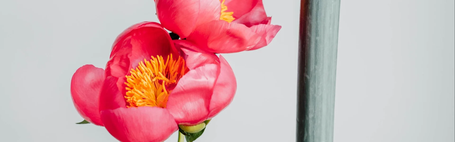 Peony of the week: Flame