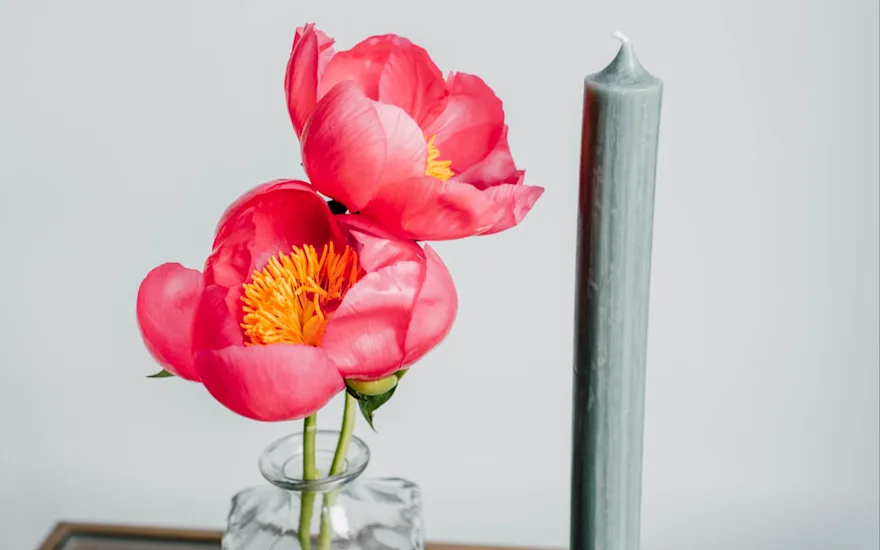 peonies,pink,flame,21 (1)