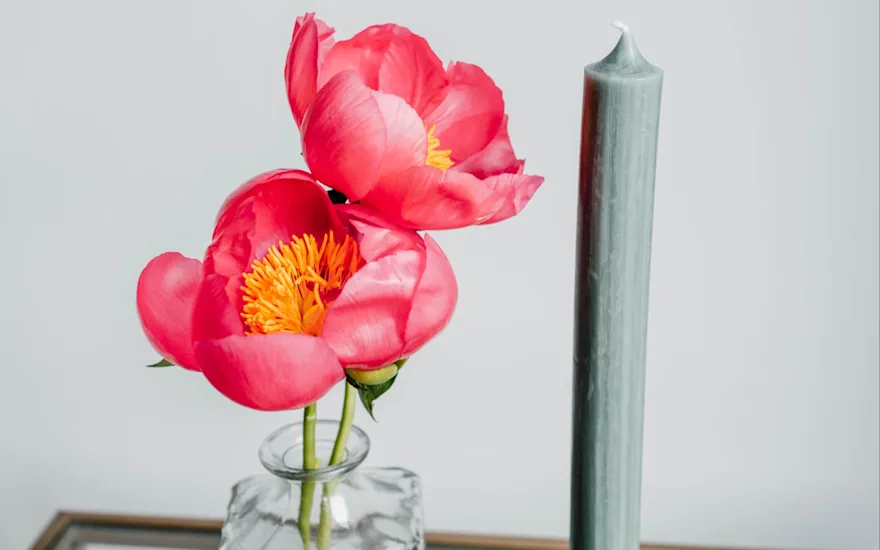 pioenen,roze,flame,21 (1)