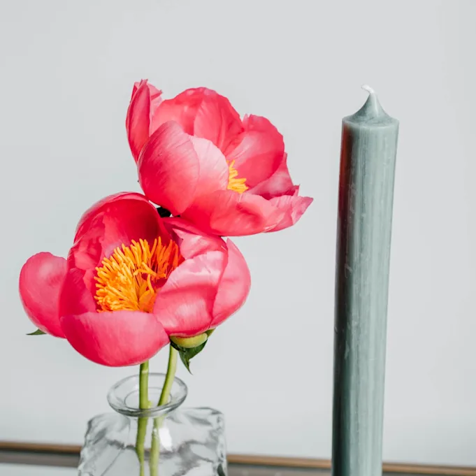 pfingstrosen,rosa,flame,21 (1)