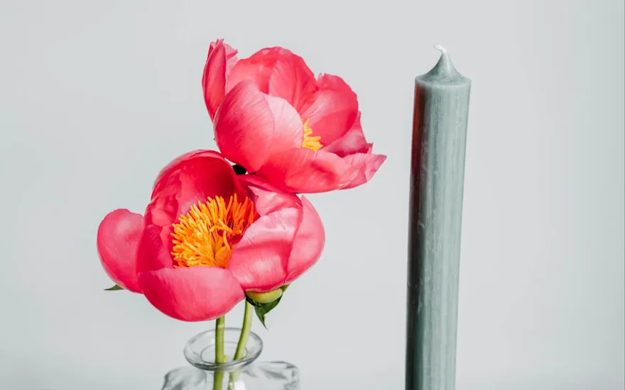 pfingstrosen,rosa,flame,21 (1)
