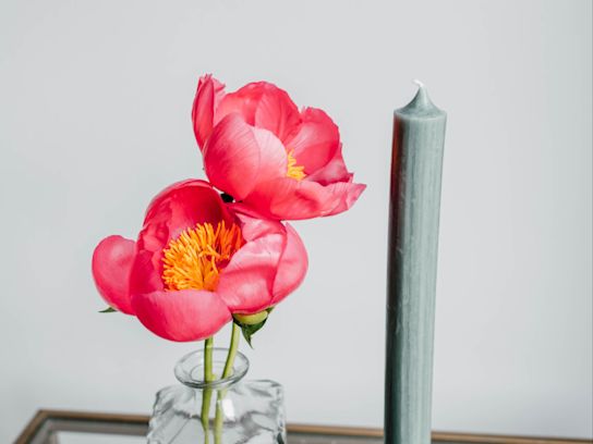 pfingstrosen,rosa,flame,21 (1)