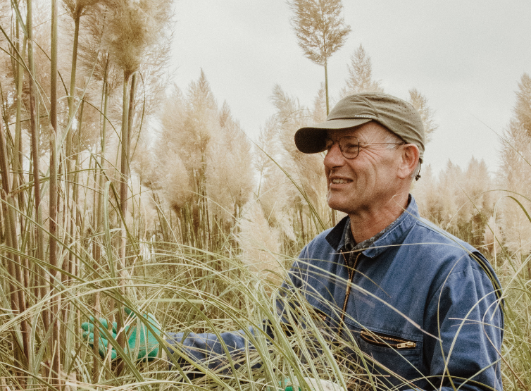 cortaderia,beige,24 (1)