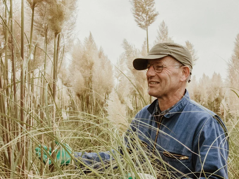 cortaderia,beige,24 (1)