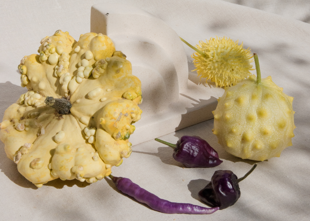 pompoenen,sierfruit,mix,24