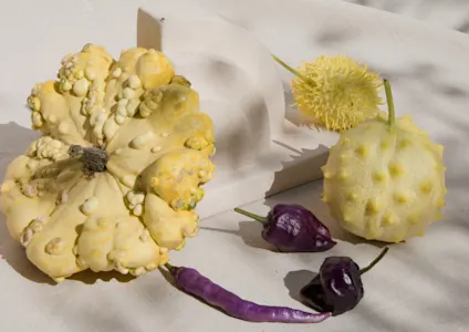 pompoenen,sierfruit,mix,24