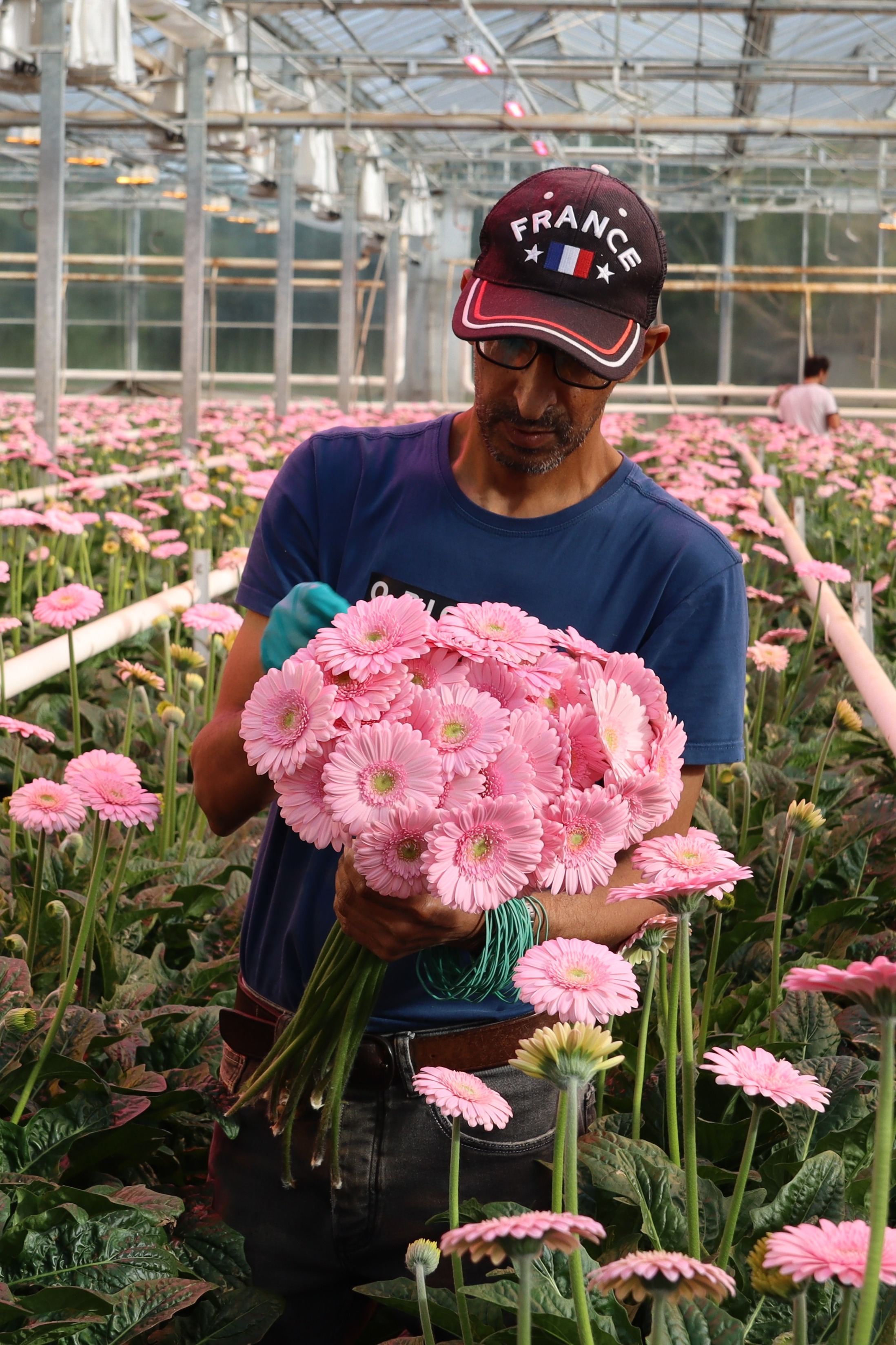 germini,kweker,roze,24 (25)