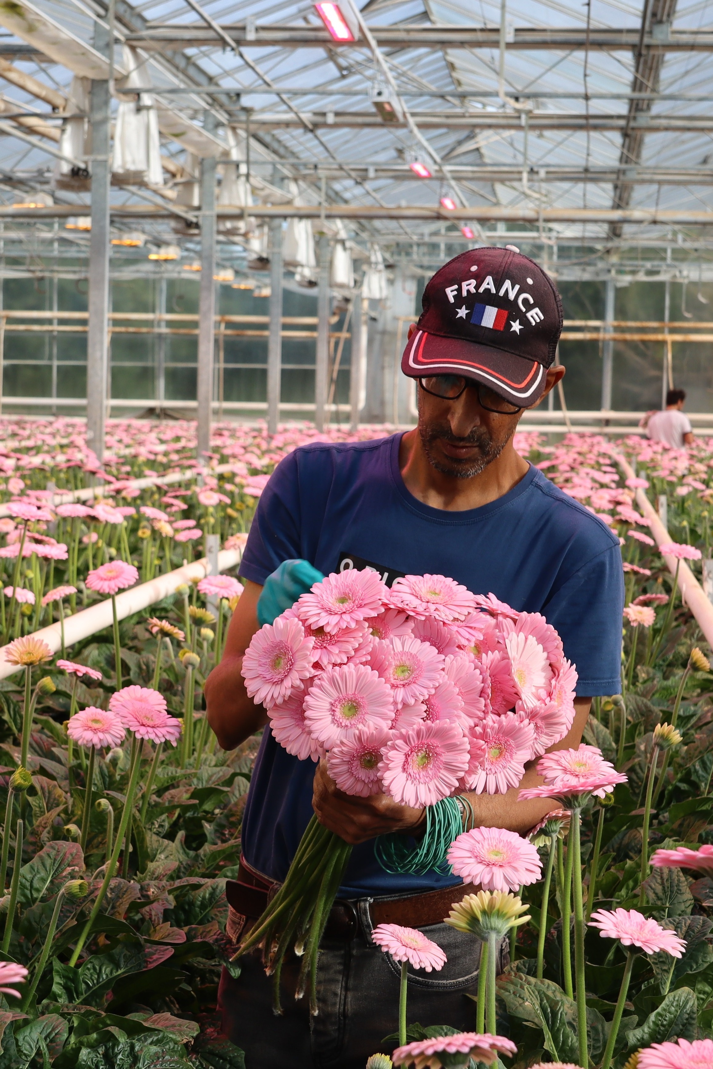 germini,kweker,roze,24 (25)