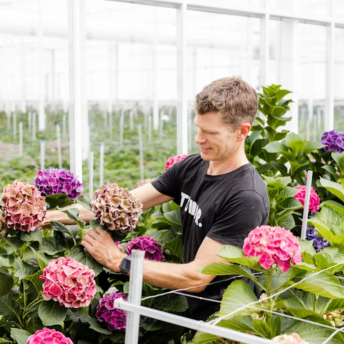 hydrangea,mix,21