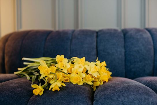 daffodils-wholesale-spring-assortment