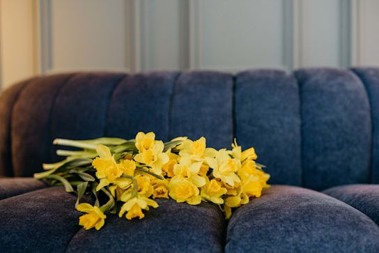 daffodils-wholesale-spring-assortment