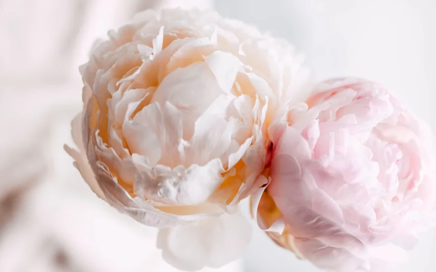 peonies,beige,odile,21 (2)