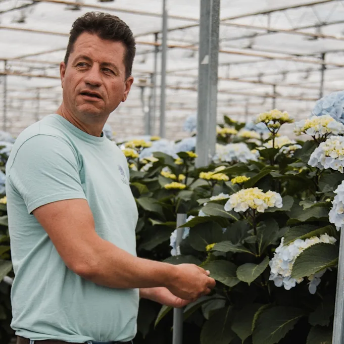 hortensia,vicini,blauw,24