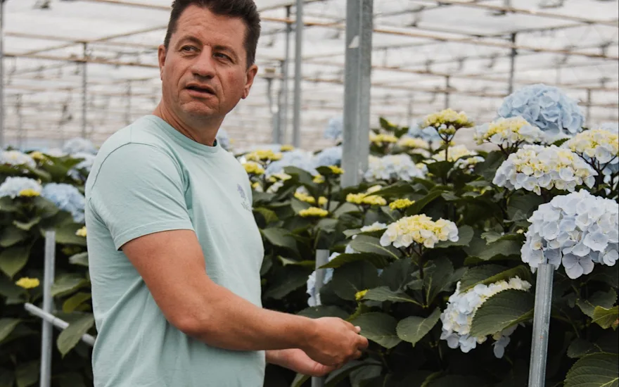 hortensia,vicini,blauw,24