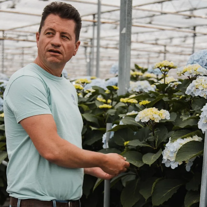 hortensia,vicini,blauw,24