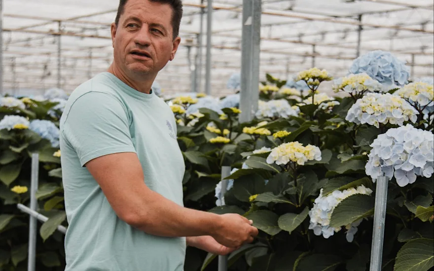 hortensia,vicini,blauw,24