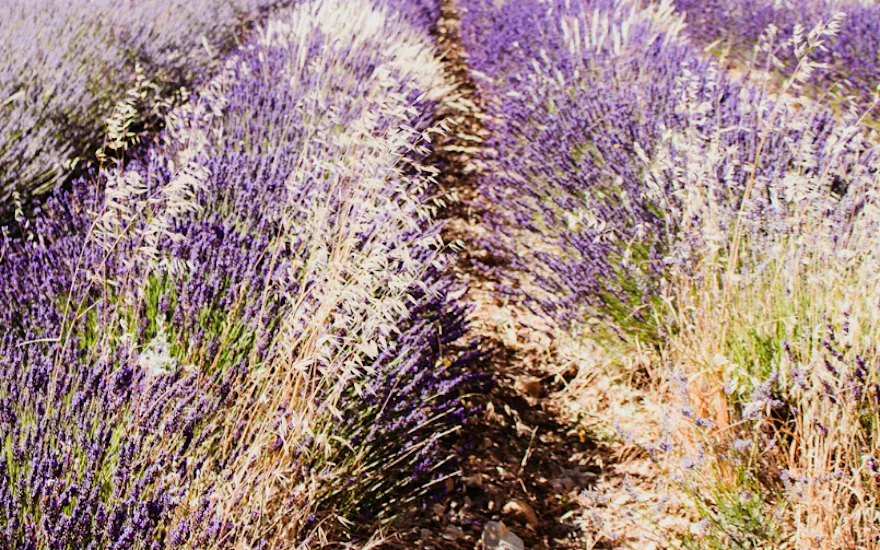 lavendel,paars,20 (3)