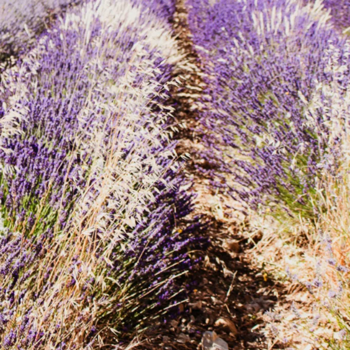 lavendel,paars,20 (3)