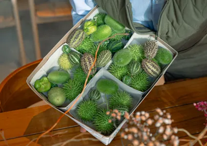 sierfruit,herfst,2024