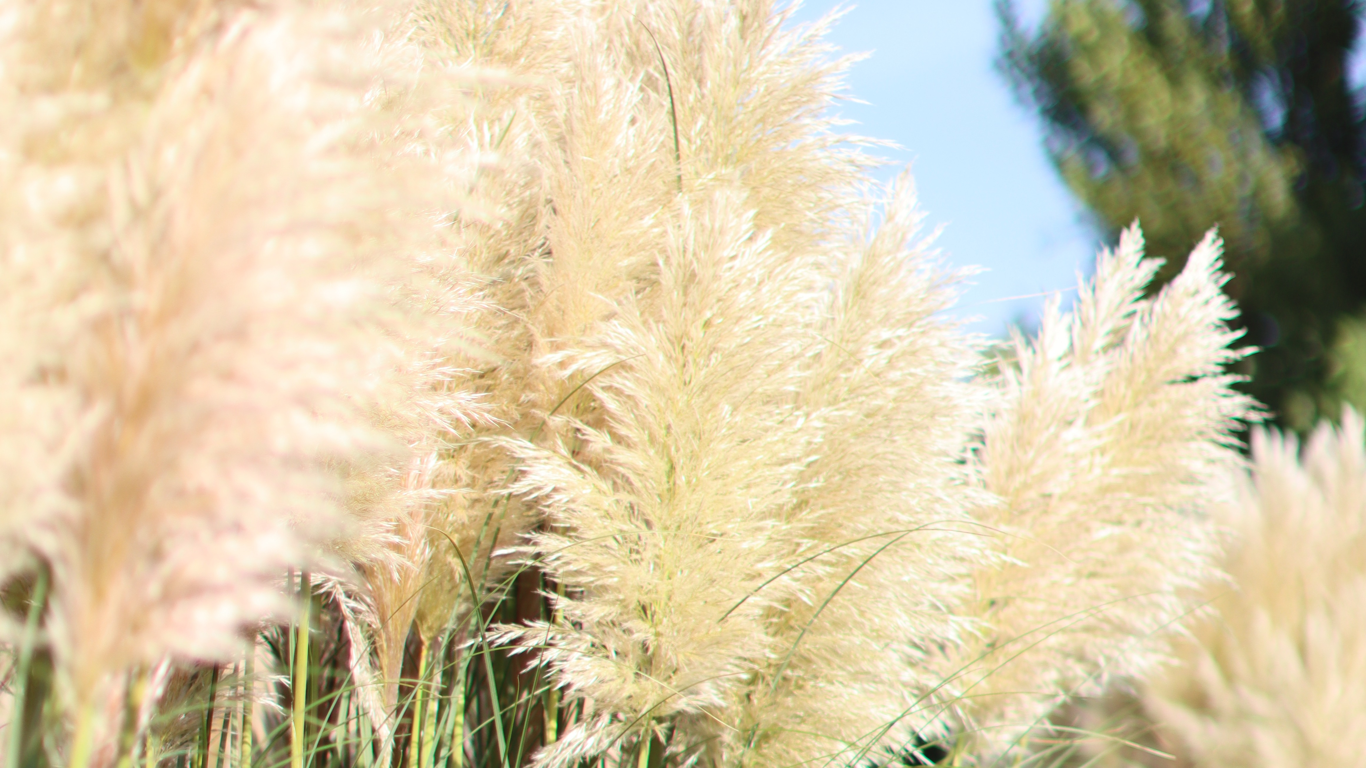 dancing cortaderia in the wind 