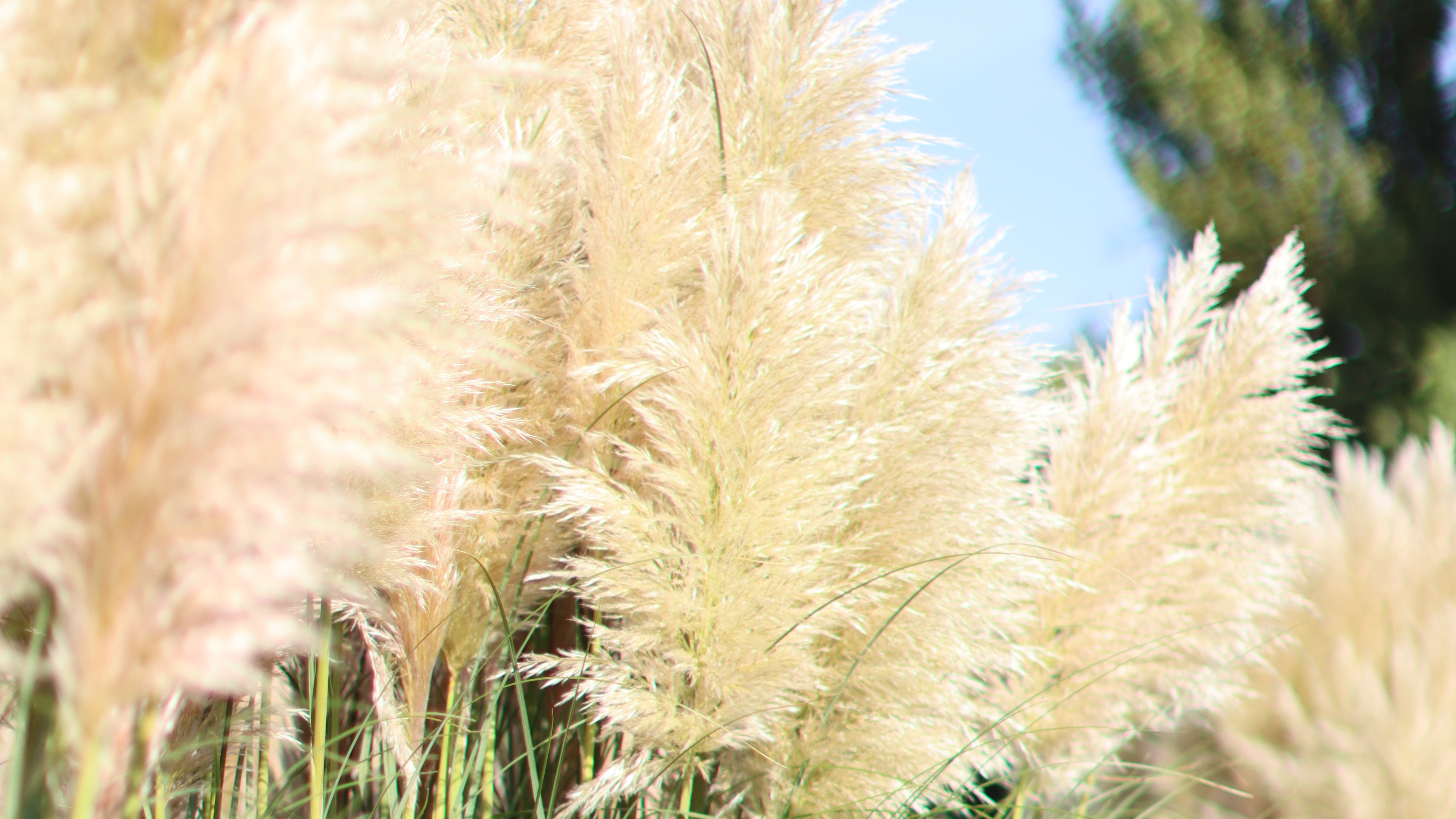 dansende cortaderia’s in de wind 