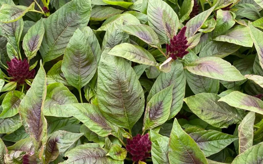 amaranthus,rot,21 (2)
