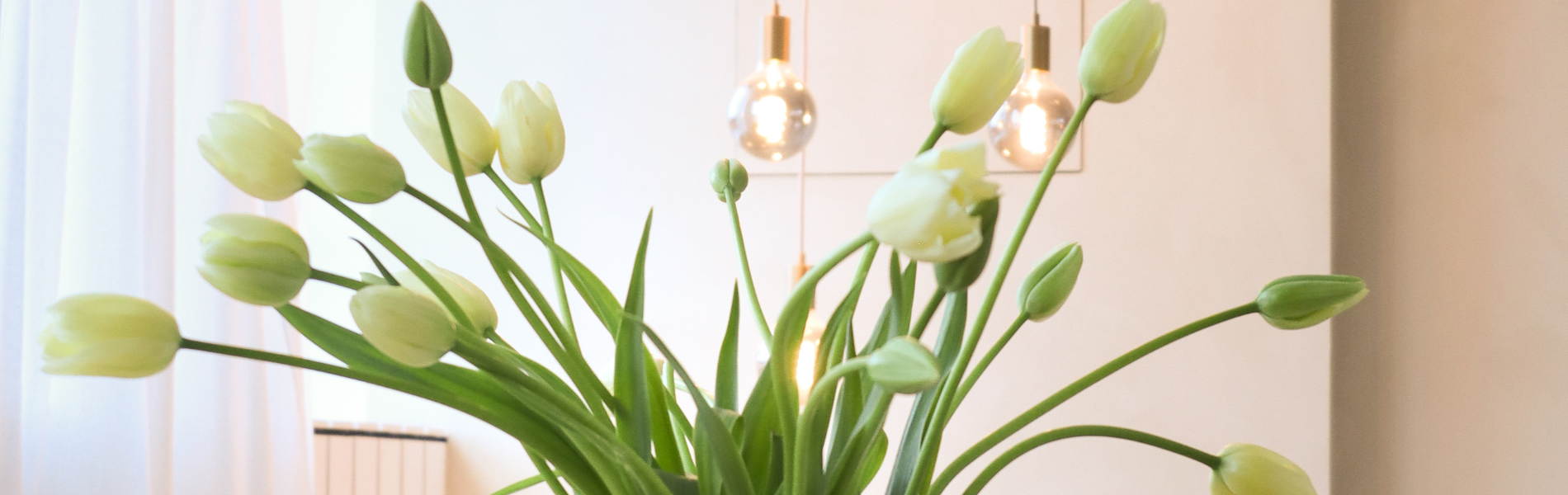 the power of tulips this spring