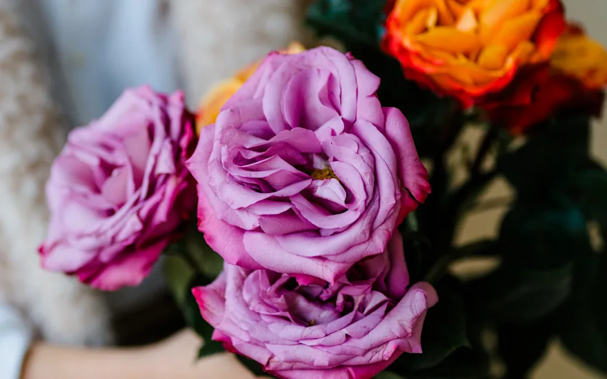rozen,mix,23