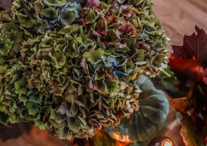 jardinhortence,herfstshoot,2025