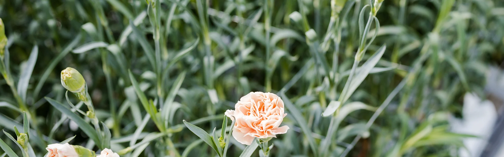 Von leuchtenden Sommerblumen bis zu magischen Winterwundern