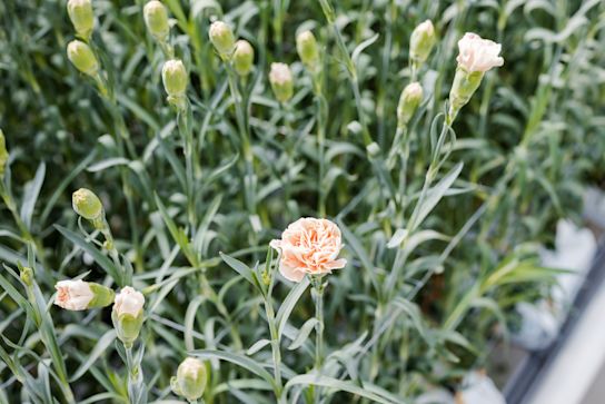 carnations,orange,21 (1)
