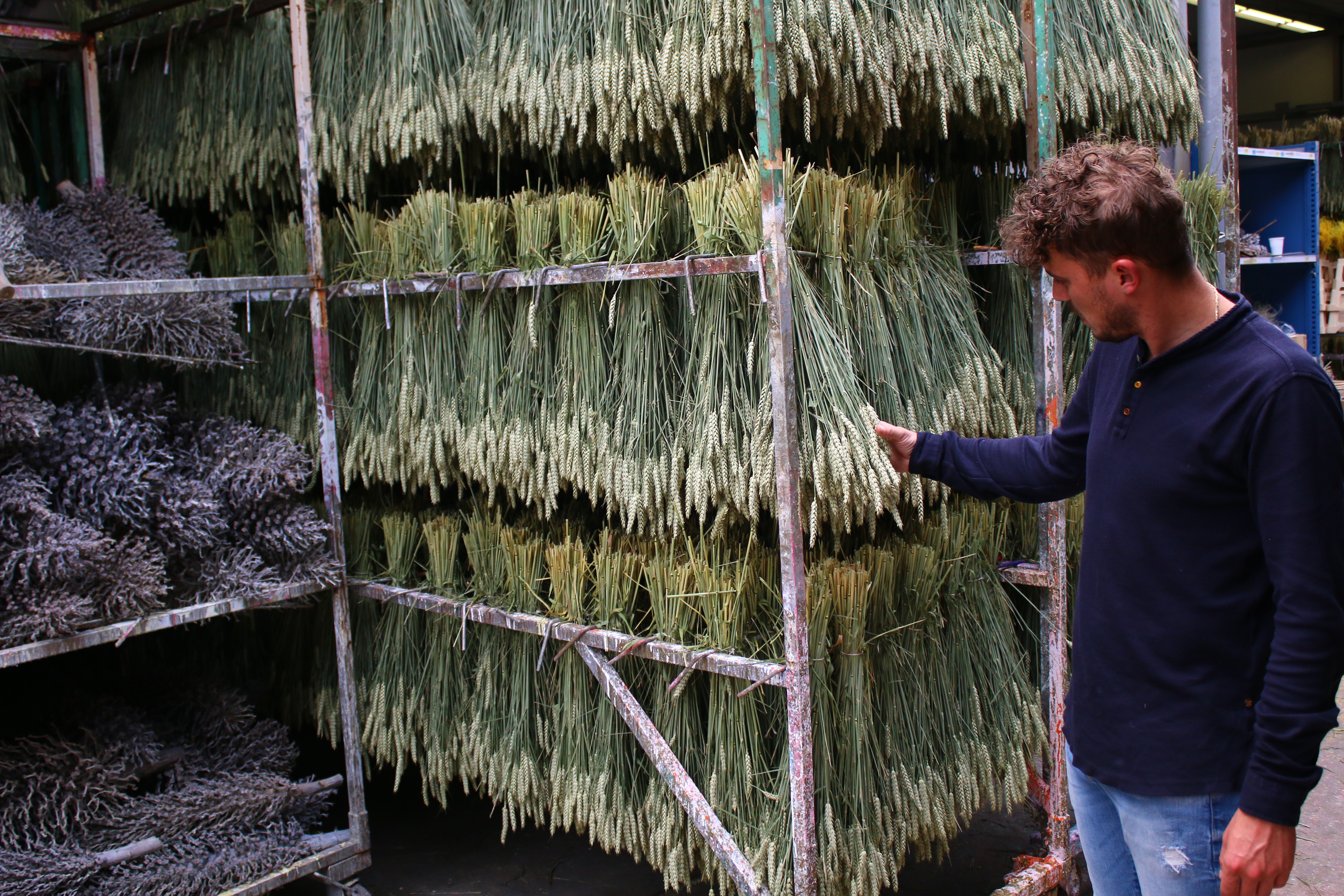 getrockneterWeizen,beige,20 (3)