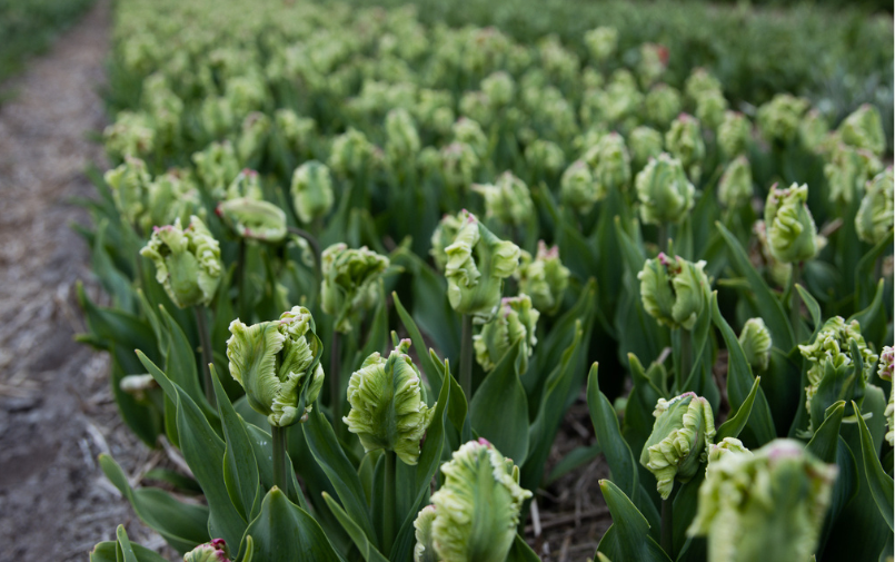 dobbe,tulpen,26