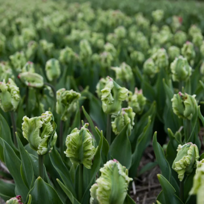 dobbe,tulpen,26