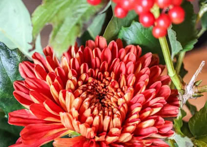 chrysanten,rood,herfst,2025