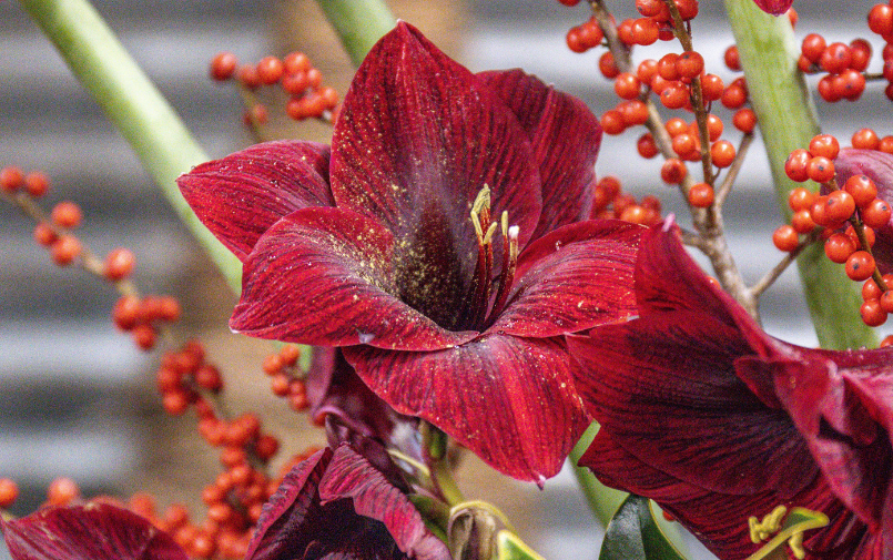 amaryllis,winter,25 