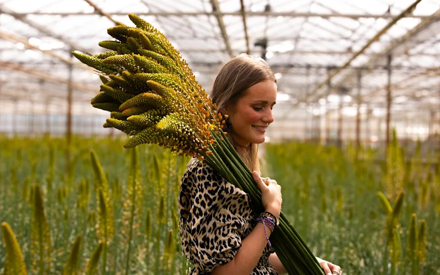 eremurus,geel,24 (18)