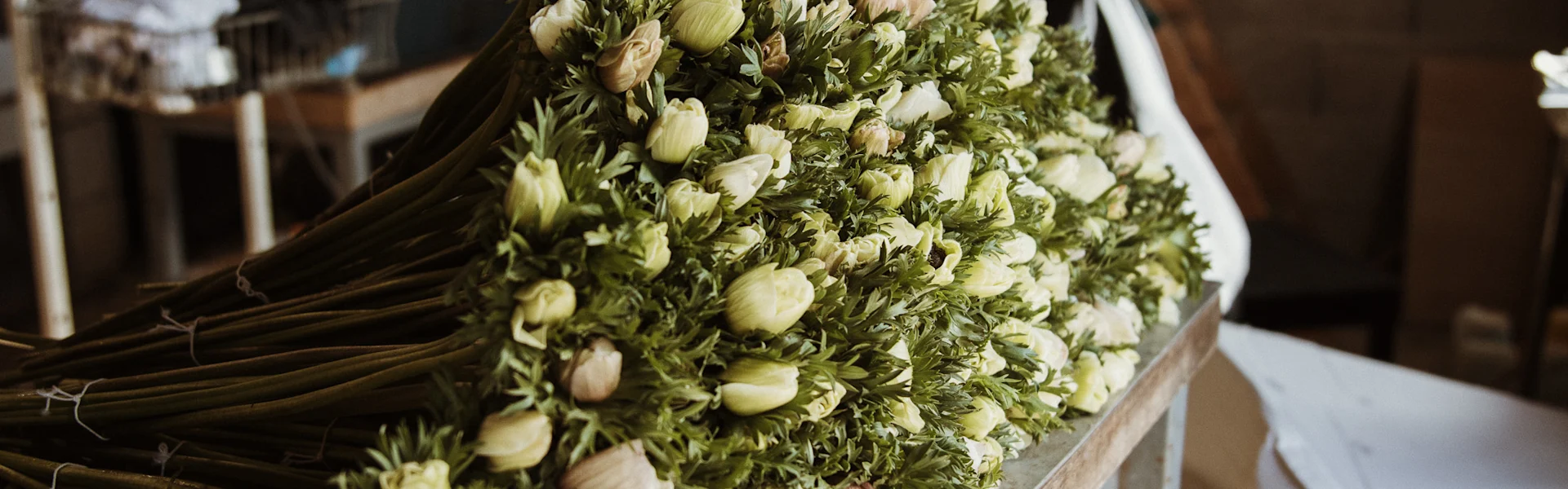 anemonen