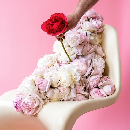 pioenen,roze,2024 (7)