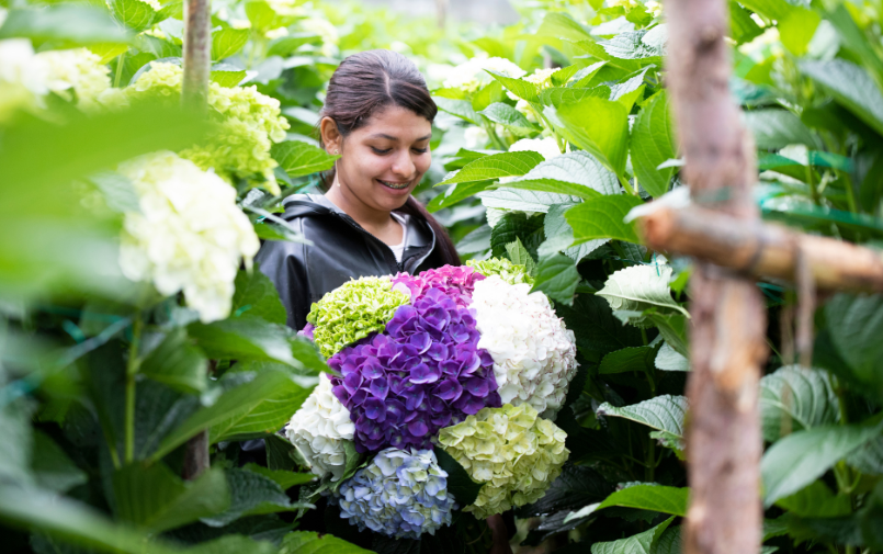 hortensia,colombie,peru,26
